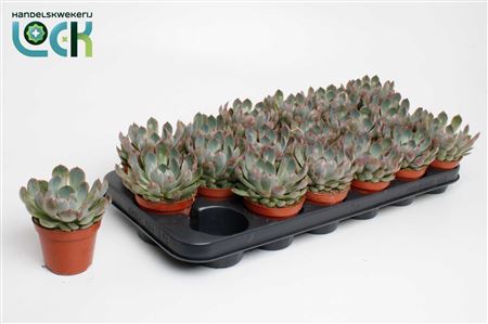 Echeveria Apus