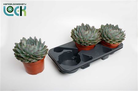 Echeveria Pelisuda