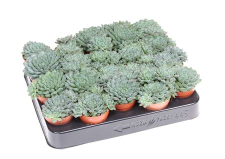 Echeveria Rundelii