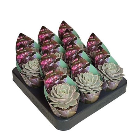 Echeveria Lola Potcover