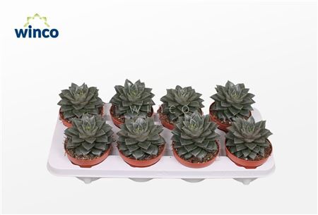 Echeveria Purpurea