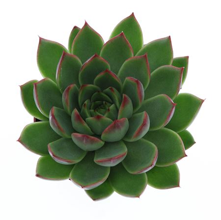 Echeveria Costarii