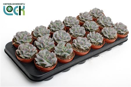 Echeveria Monica