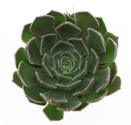 Echeveria Brown Rose