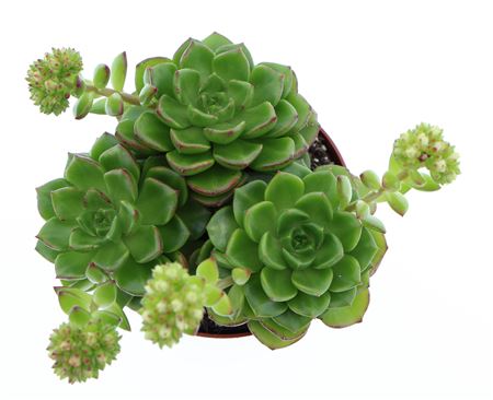 Echeveria Multicaulus