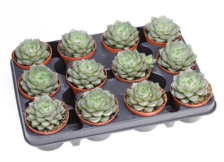 Echeveria Fabiola