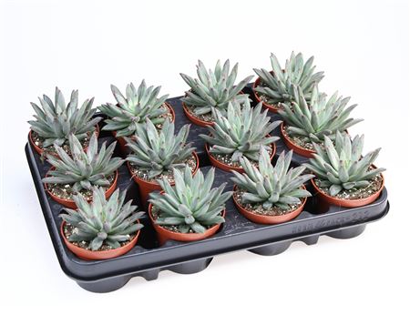 Echeveria Hybrid Nashira