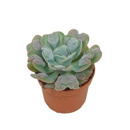 Echeveria Blue Heart