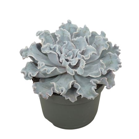 Echeveria Crispy Beauty