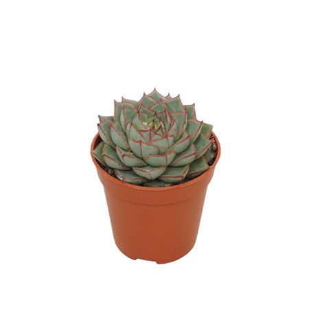 Echeveria Fabioala