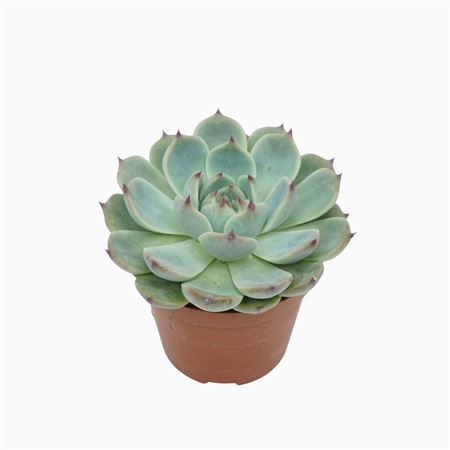 Echeveria Parva Lindsayana