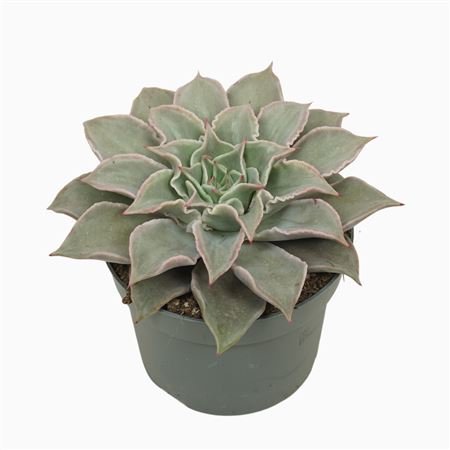Echeveria Maradiba