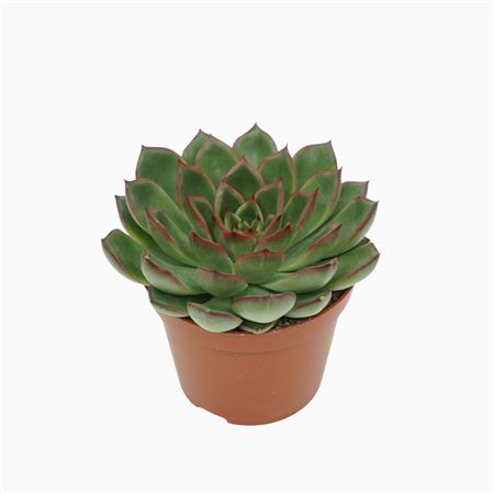 Echeveria Skat 5,5 Cm