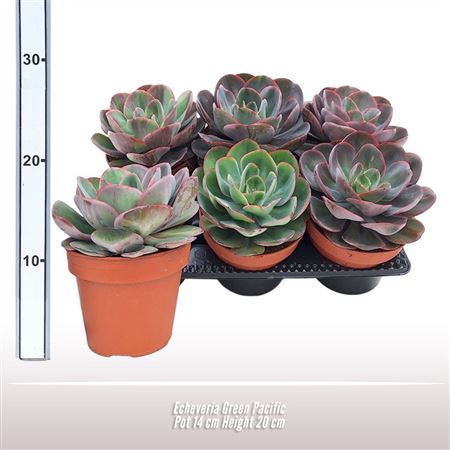 Echeveria Pink Edge.