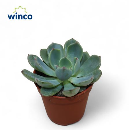 Echeveria Sitifukumiana