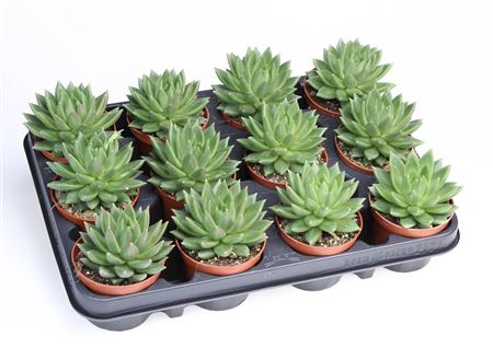 Echeveria Nekkar