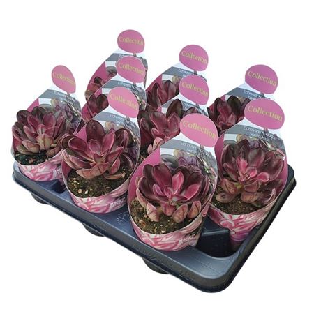 Echeveria Nodulosa Maruba Benitsukasa