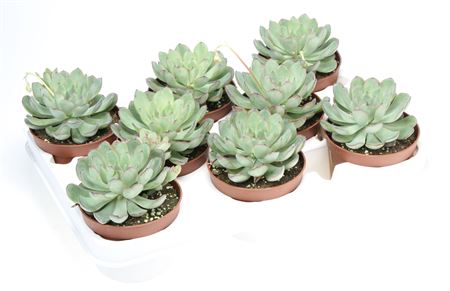 Echeveria Pelucida