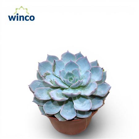 Echeveria Colorata