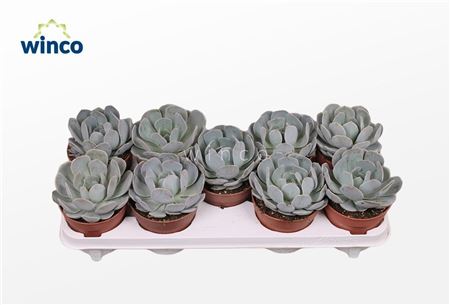 Echeveria Grey Prince