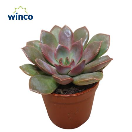 Echeveria Mina