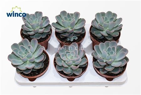 Echeveria Orpet