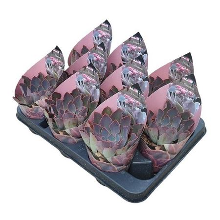 Echeveria Neon Breakers Potcover
