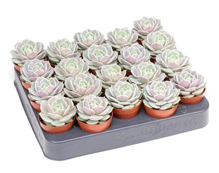 Echeveria Lola