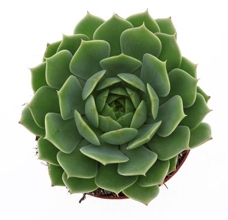 Echeveria Ramilette