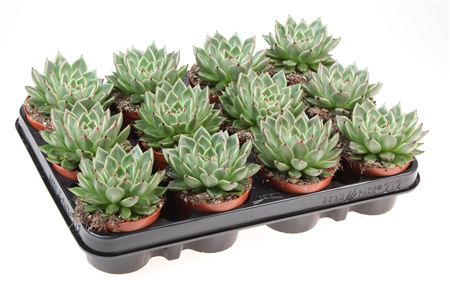 Echeveria Black Tip