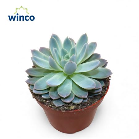 Echeveria Violet Queen