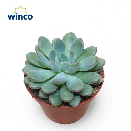 Echeveria Morning Dew