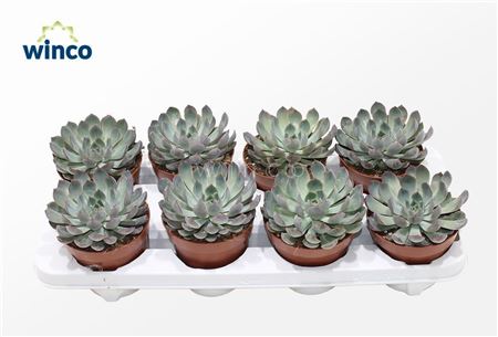 Echeveria Pink Edge.