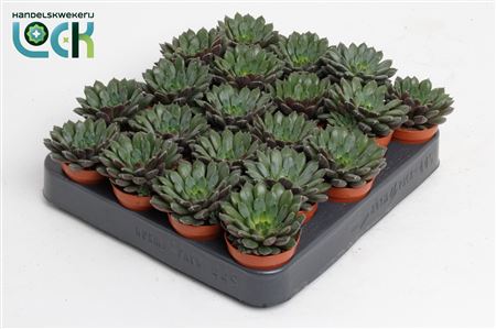 Echeveria Rondo