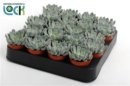 Echeveria Derenbergii