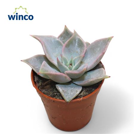 Echeveria Madiba