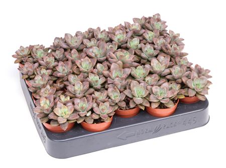 Echeveria Bordeaux Hard