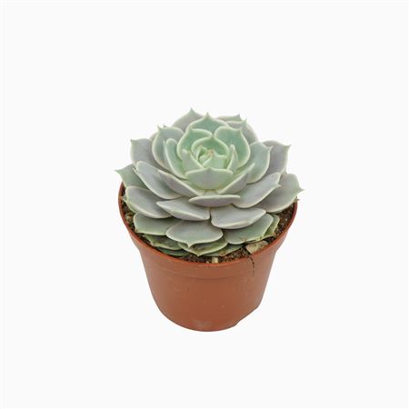 Echeveria Lola