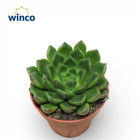 Echeveria Setosa Victor