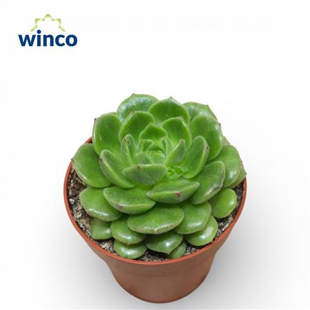 Echeveria Chubbs