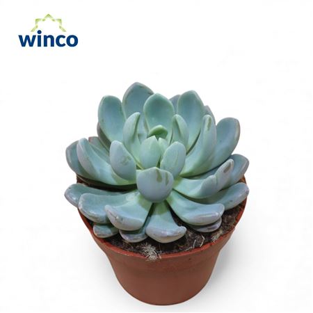 Echeveria Elegans