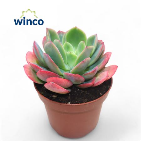 Echeveria Luella