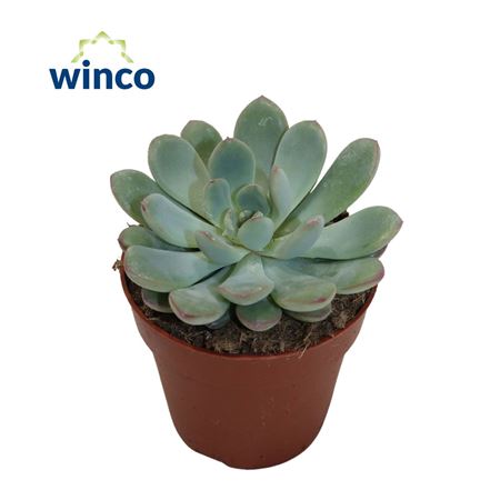 Echeveria Morning Dew