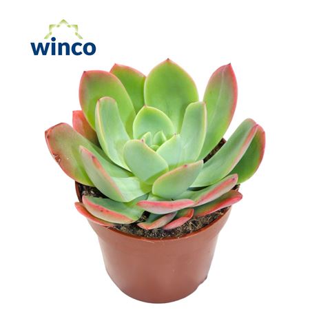Echeveria Luella