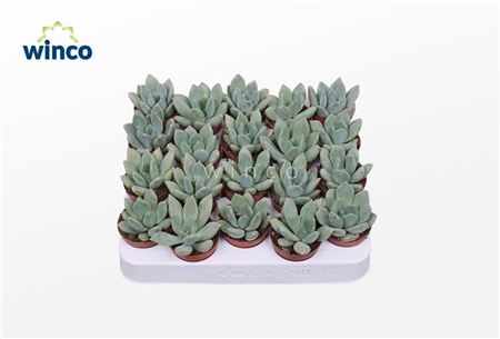 Pachyveria Grey Crown