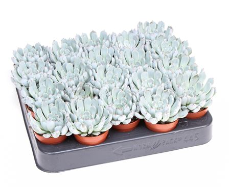 Echeveria Elegant Blue