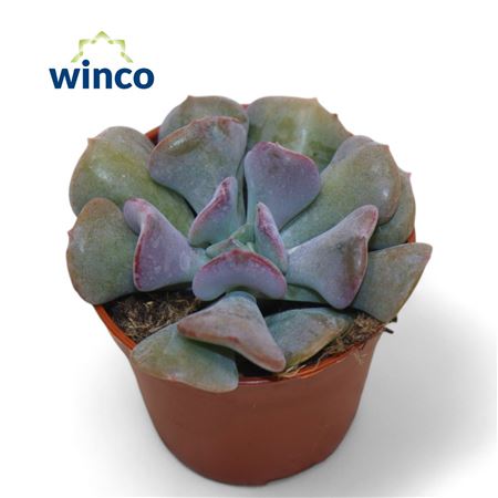 Echeveria Cubic Frost