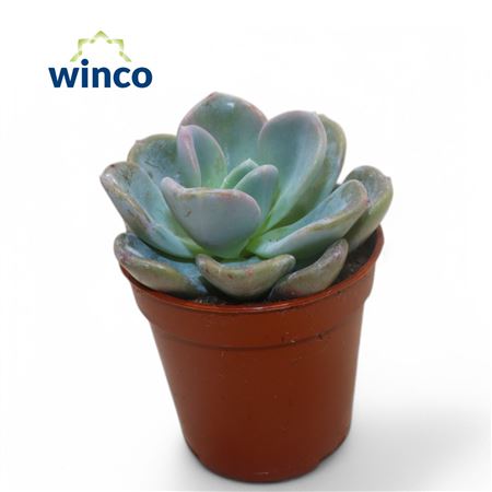 Echeveria Orpet