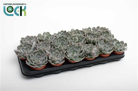 Echevieria Agnes