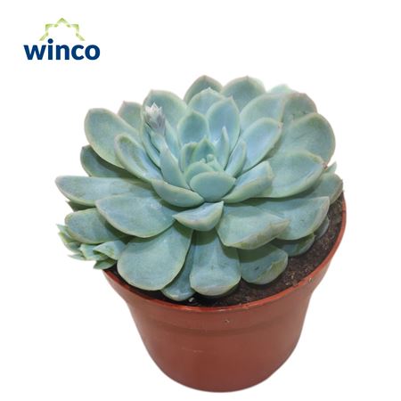 Echeveria Zonnestraal.